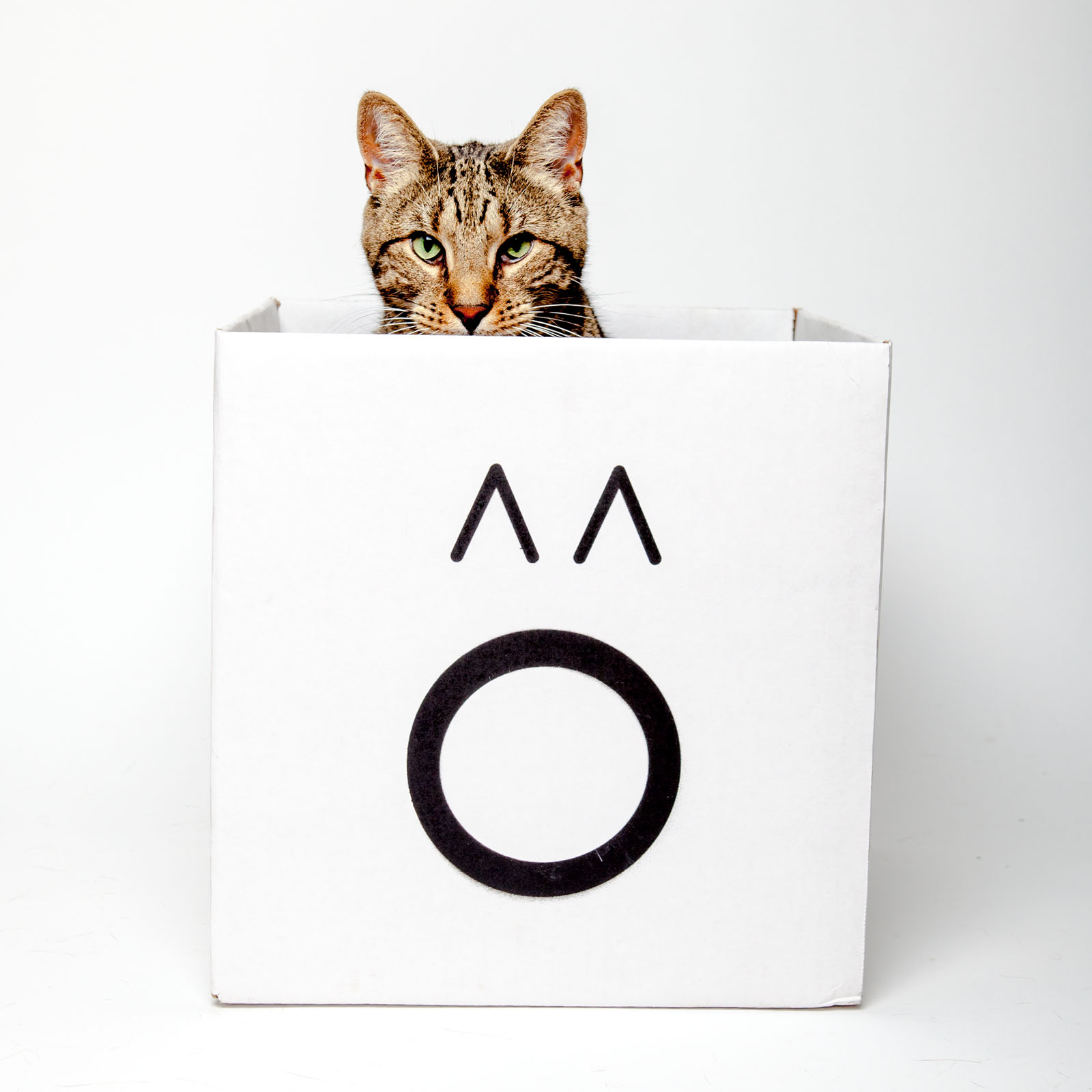 Marketing PR Intern for Cat  Cafe  in New York City NY 